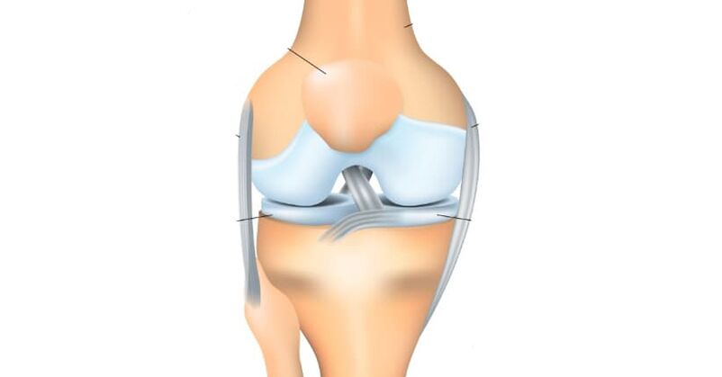 anatomija kolena